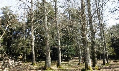 Nella foresta di notte per scoprire il territorio