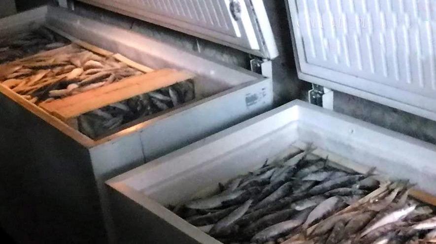 Sequestrati 500 chili di sardine