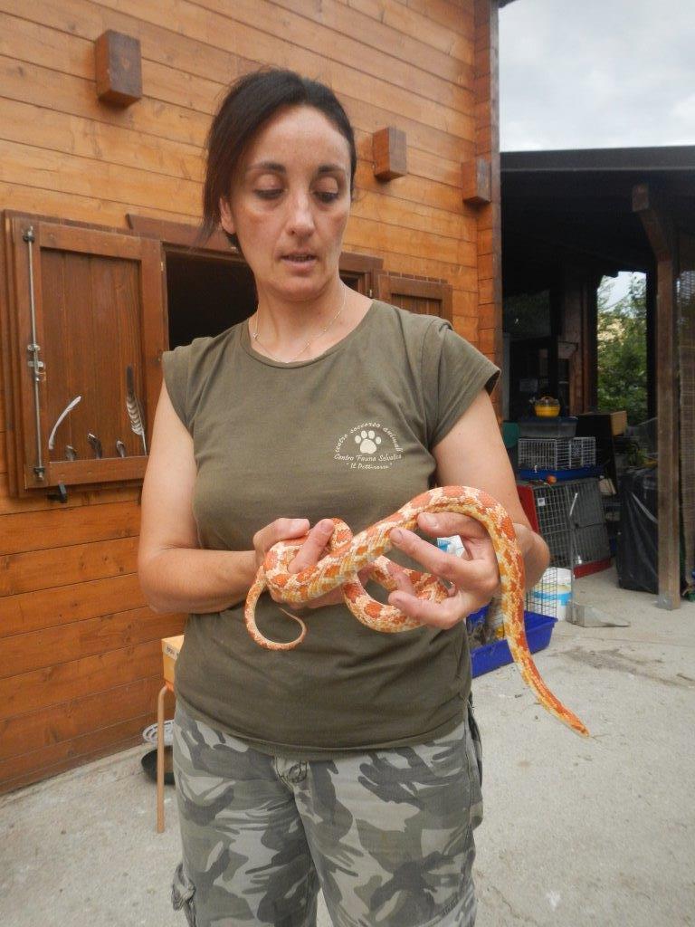 Serpente del grano catturato in via Torre