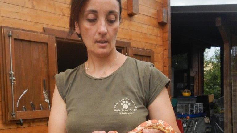 Serpente del grano catturato in via Torre