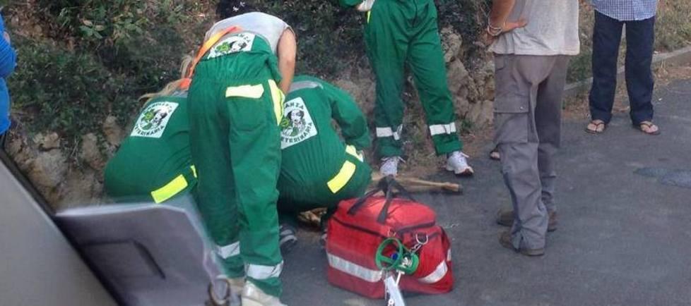 Capriolo investito e ucciso da auto pirata 