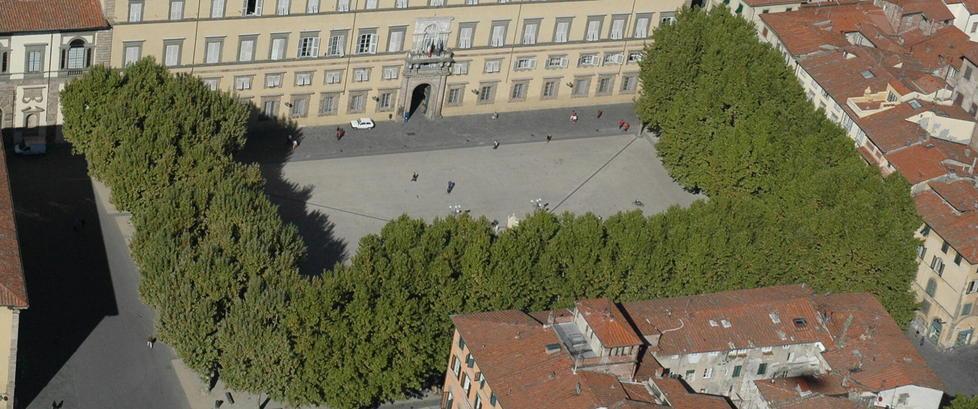 La Soprintendenza: sui platani servono analisi approfondite 