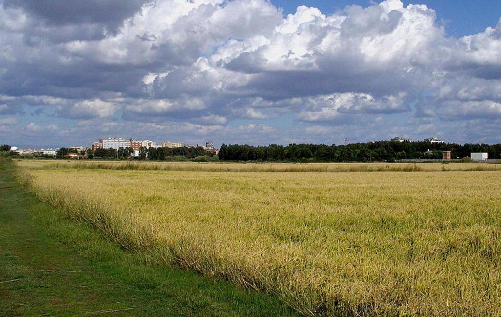 Agricoltura, l’estremo Oriente minaccia il riso sardo 