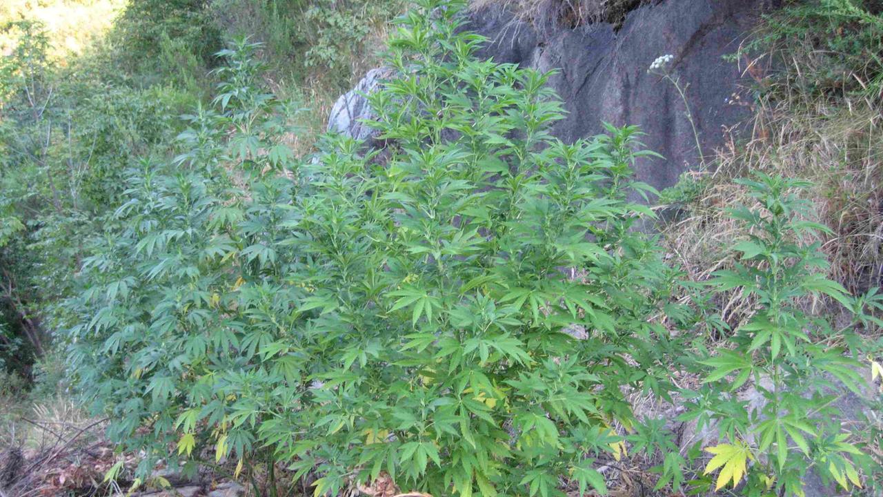Coltivava marijuana nella villa al mare in Versilia