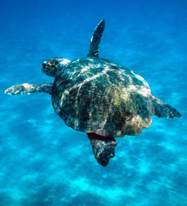 E “Boomerang” ritorna a Marceddì 