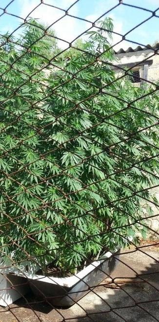 Innaffia la cannabis: arrestato 