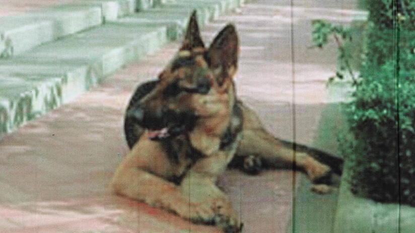 Mostra canina nazionale a Montale