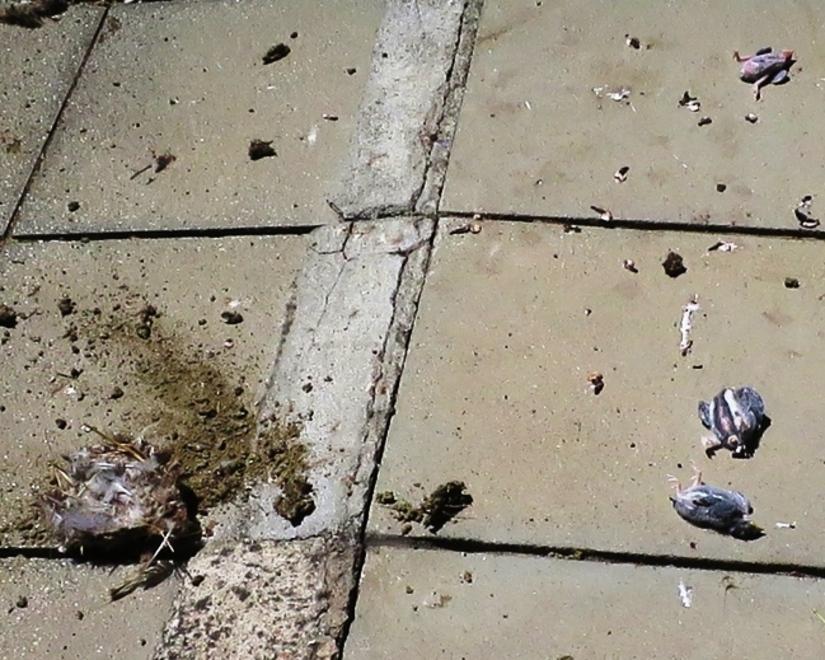Rompono un nido, il caso in assemblea condominiale 