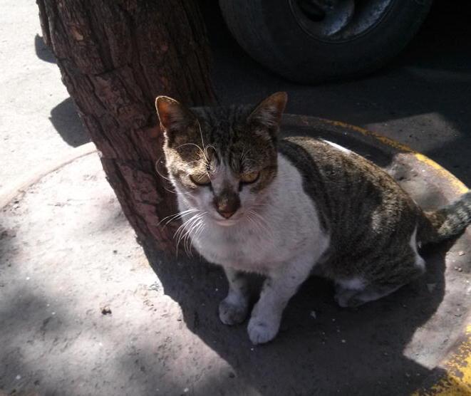 Gatti e operai, un patto d’acciaio 