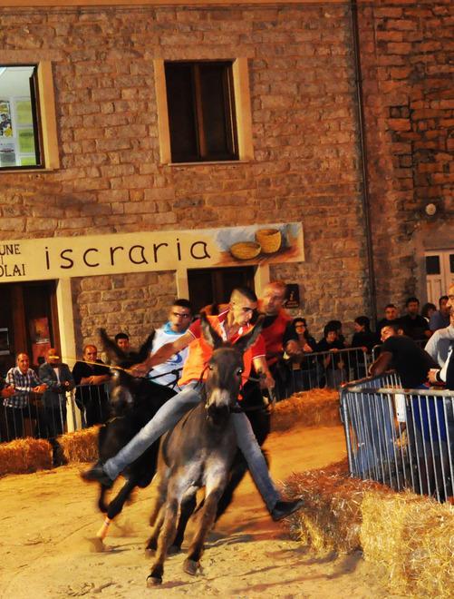 Palio degli asinelli, che spettacolo 