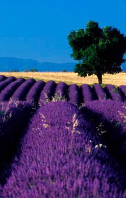 Montombraro un cuore di lavanda 