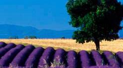 Montombraro un cuore di lavanda