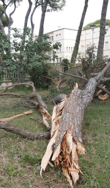 Un altro albero caduto nella pineta di Levante