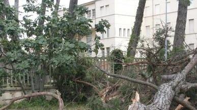 Un altro albero caduto nella pineta di Levante