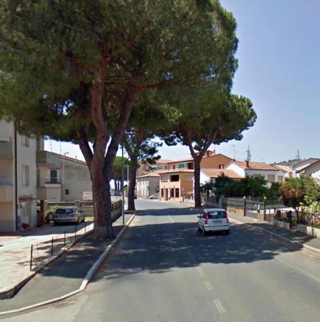 “Avvelenano” un pino bucandolo col trapano 
