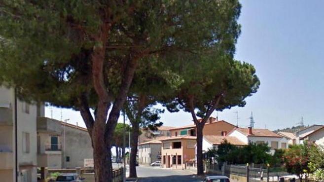 “Avvelenano” un pino bucandolo col trapano
