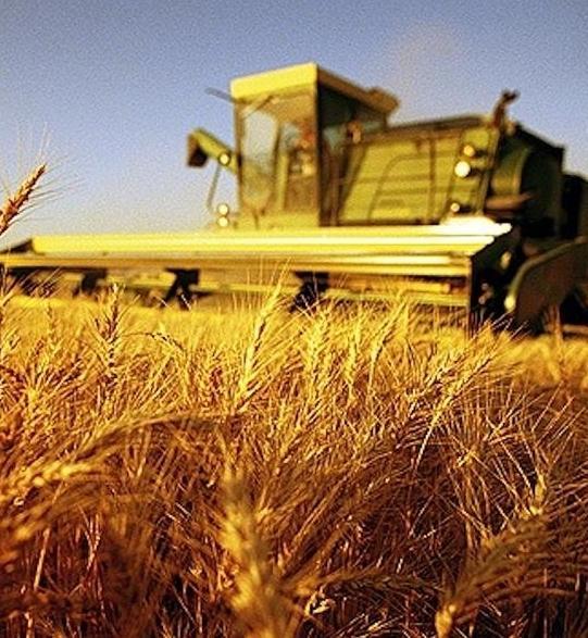 Grano, bene le rese e il peso specifico È il prezzo che cala 