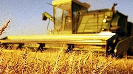Grano, bene le rese e il peso specifico È il prezzo che cala