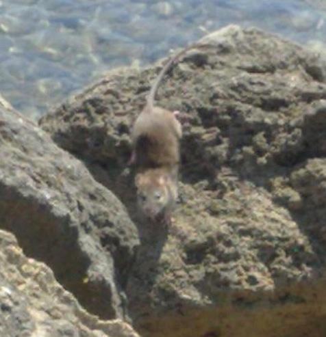 Ratto extra large al mare, passeggia sulla spiaggia dei Tre Ponti 