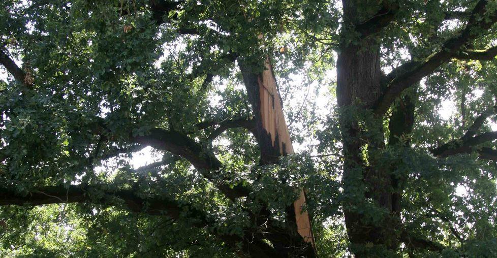 Un fulmine squarcia un albero secolare 