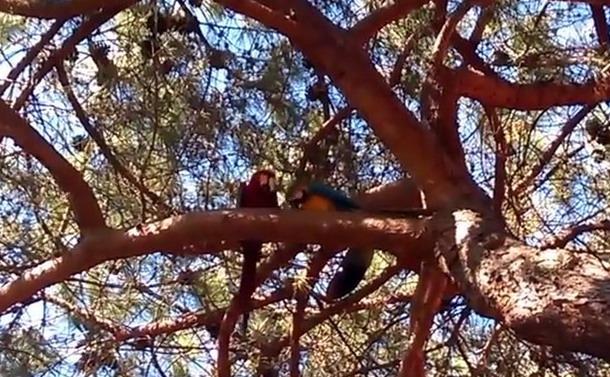 Rubano due pappagalli del Forte Village e finiscono in cella 