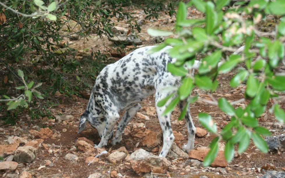 Nurallao, grande successo per la fiera del tartufo 