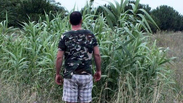 Cari turisti, benvenuti nella savana di Baratti