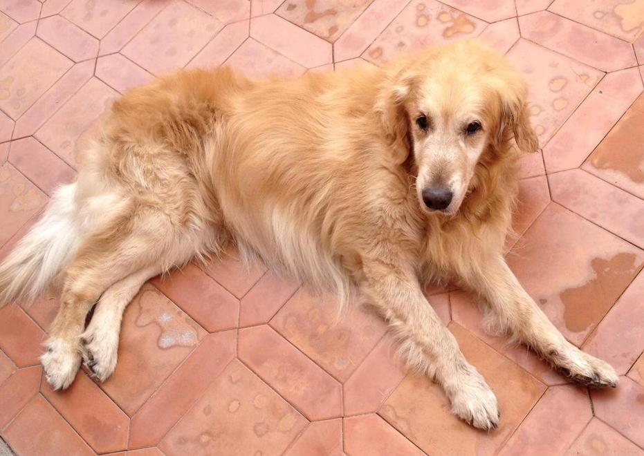Cane grave, ma niente medicina 