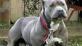 Carabiniera morsa da un pitbull