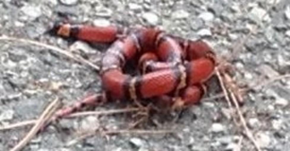 C’è un serpente in mezzo alla strada