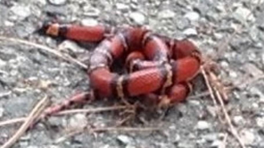 C’è un serpente in mezzo alla strada