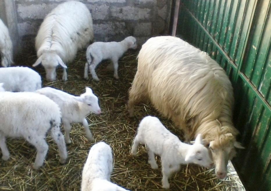 Lingua blu, lo scandalo dei vaccini contagiosi: danni per oltre 100 milioni 