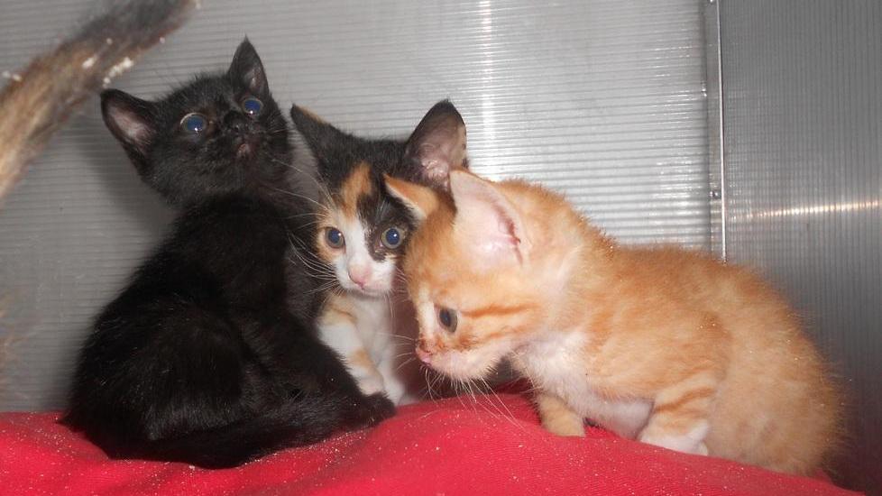 Boom di cucciolate abbandonate, appello per le sterilizzazioni
