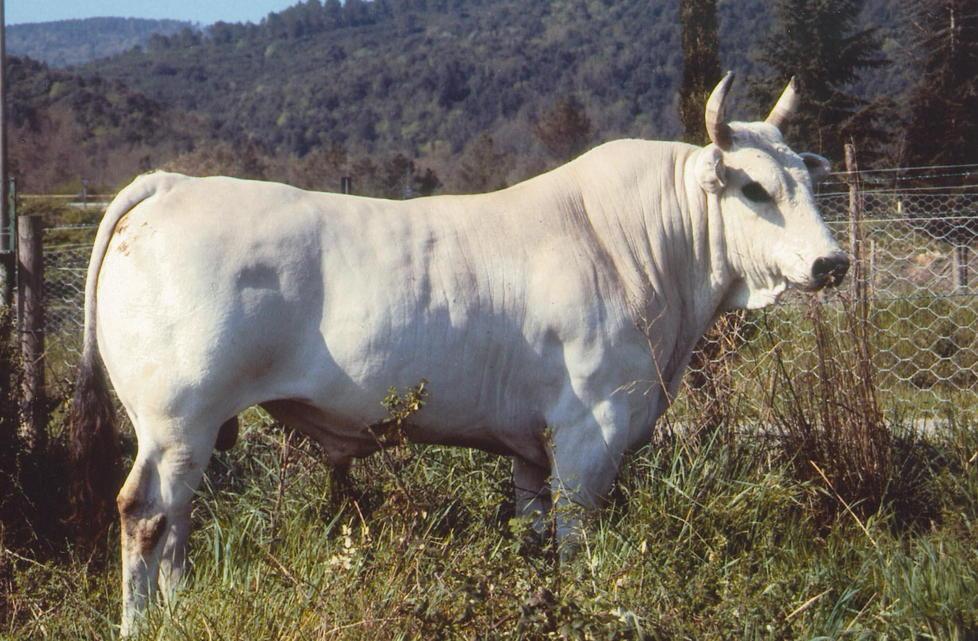 Fuggita una mucca, allarme del Comune: «Può caricare come un toro» 