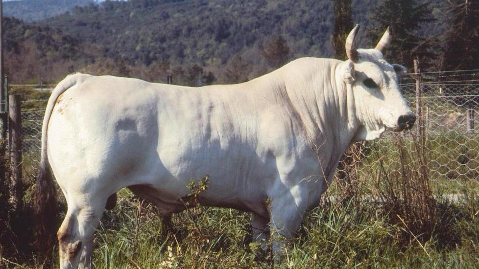 Fuggita una mucca, allarme del Comune: «Può caricare come un toro»