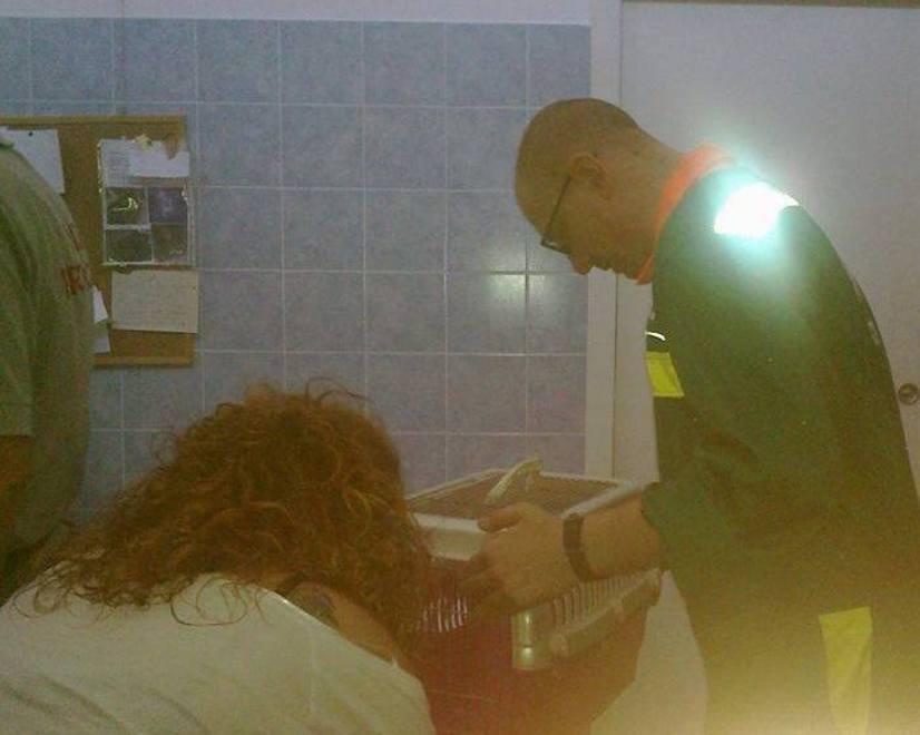 Scoiattolo investito in viale Nazario Sauro 