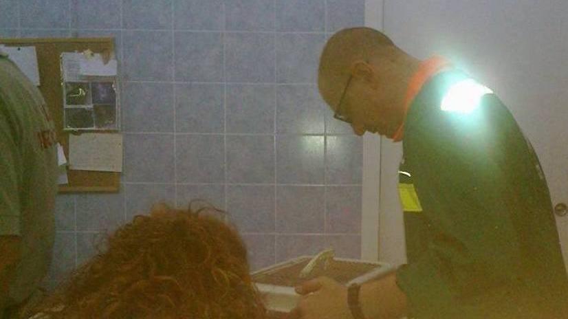 Scoiattolo investito in viale Nazario Sauro