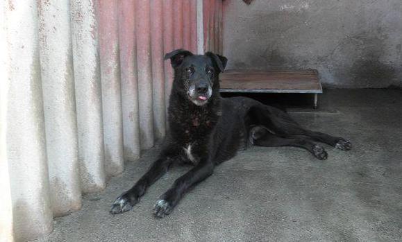 Incentivi e sgravi per chi adotta Fido dal canile 