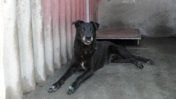 Incentivi e sgravi per chi adotta Fido dal canile