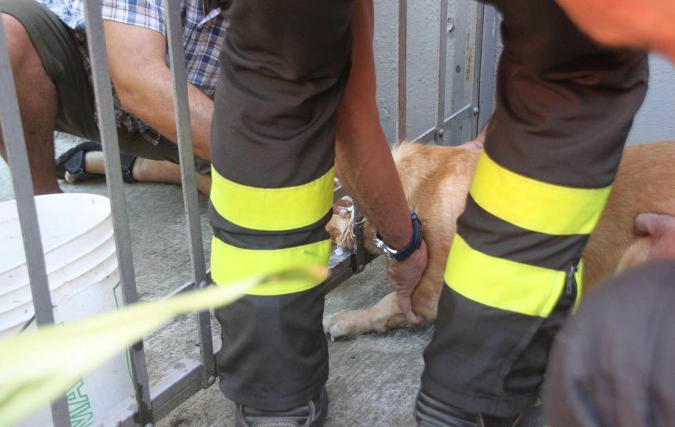 Salvo il cane incastrato nel cancello 