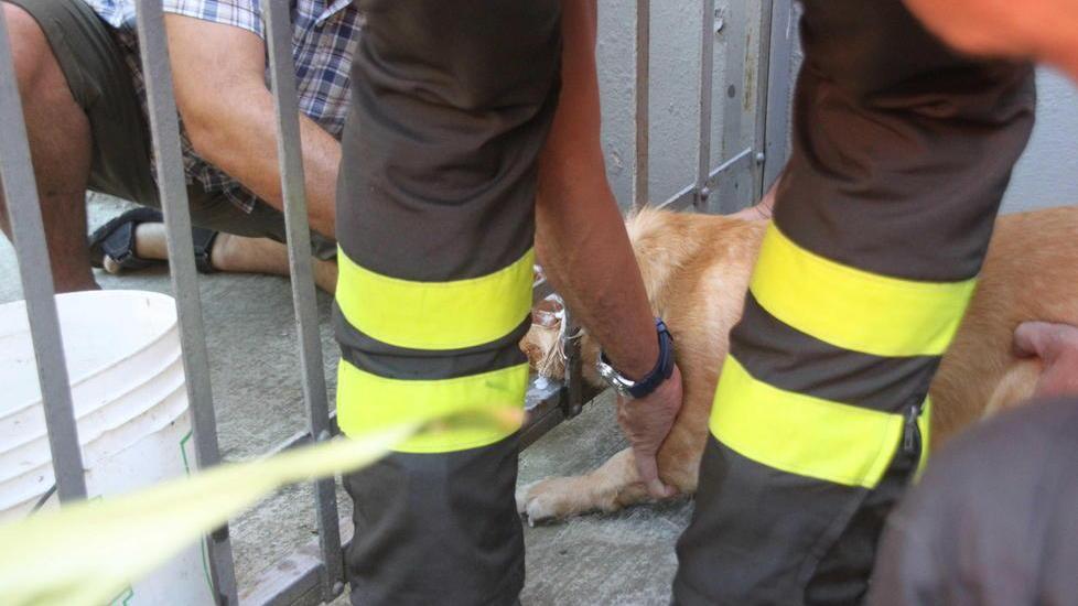 Salvo il cane incastrato nel cancello