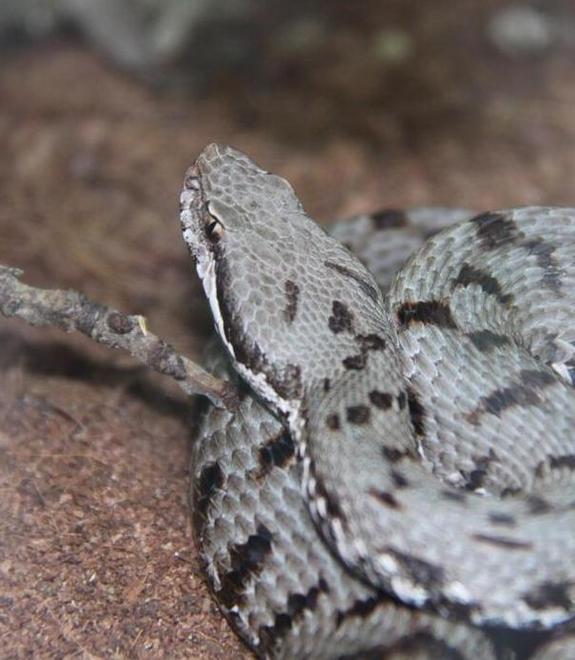 Vipera a Sant’Alessio Eurosoccorso in azione