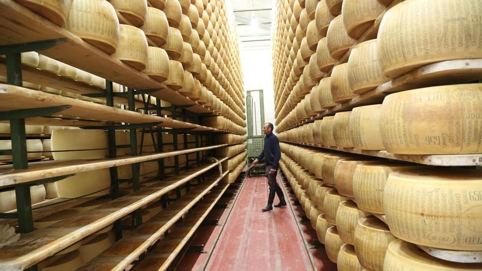 Parmigiano Reggiano, rubate altre 30 forme a Poviglio