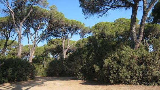 Il Tar ribadisce: no camping in pineta