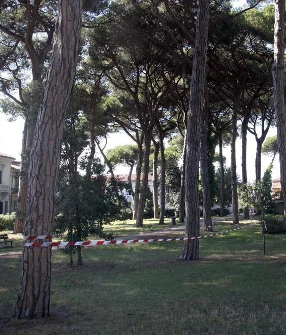 Rami e tronchi a rischio caduta La soluzione? Un po’ di nastro