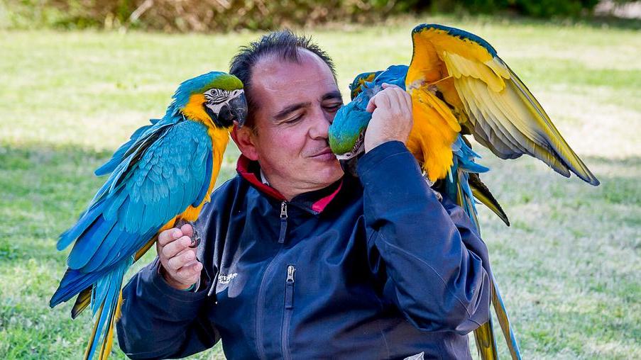 I due pappagalli sono ritornati nel resort