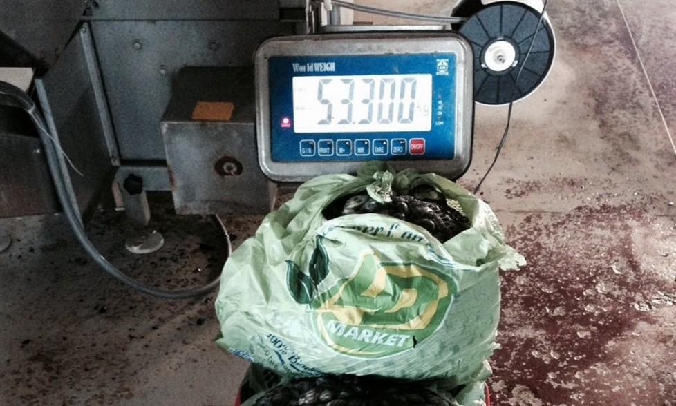 Sequestrati 53 chili di vongole veraci