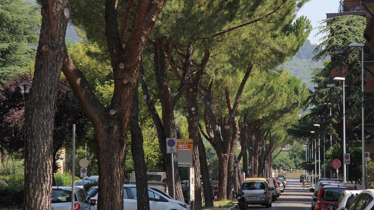 Lavori sbagliati in via Goldoni: 29 alberi a rischio abbattimento