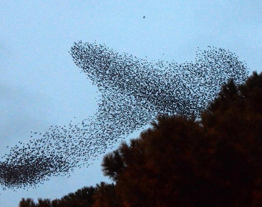 Storno e piccione, approvata la caccia in deroga 