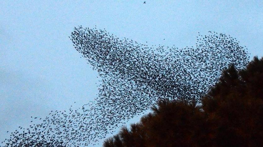 Storno e piccione, approvata la caccia in deroga